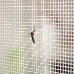Mosquito-on-insect-net-wire-screen-close-up-on-house-window